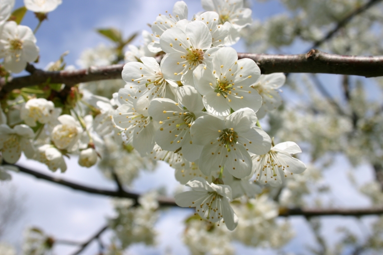 Frühling