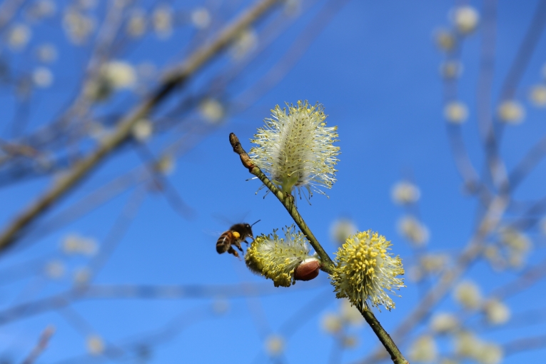 Frühling