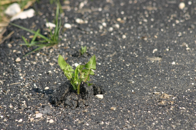 Frühling