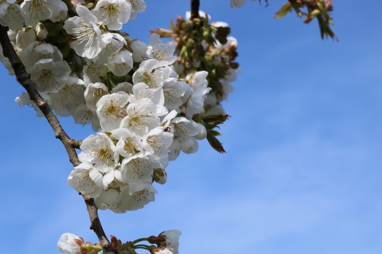 Frühling