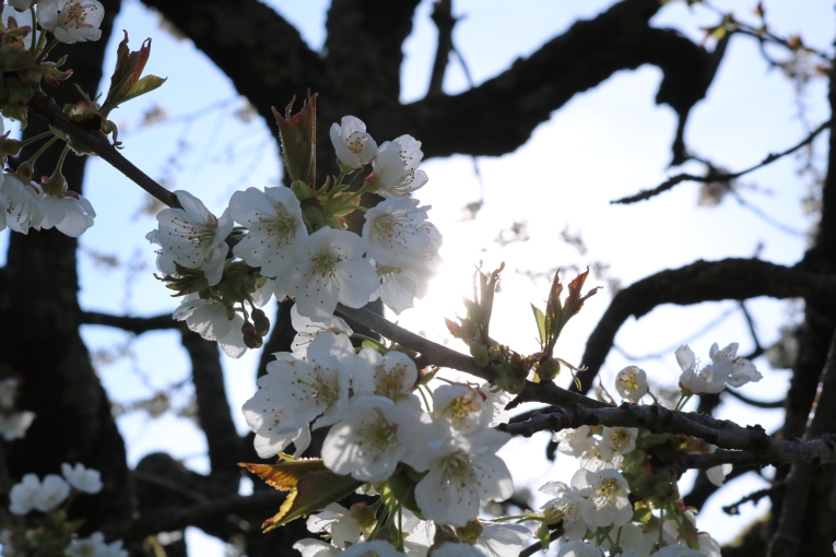 Frühling