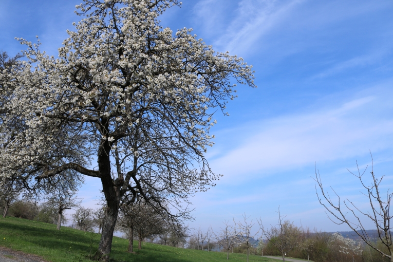 Frühling