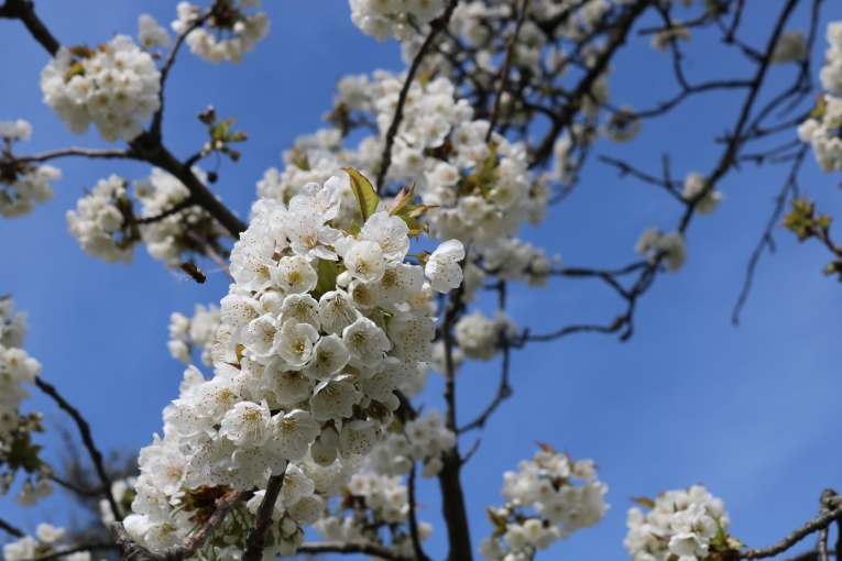 Frühling