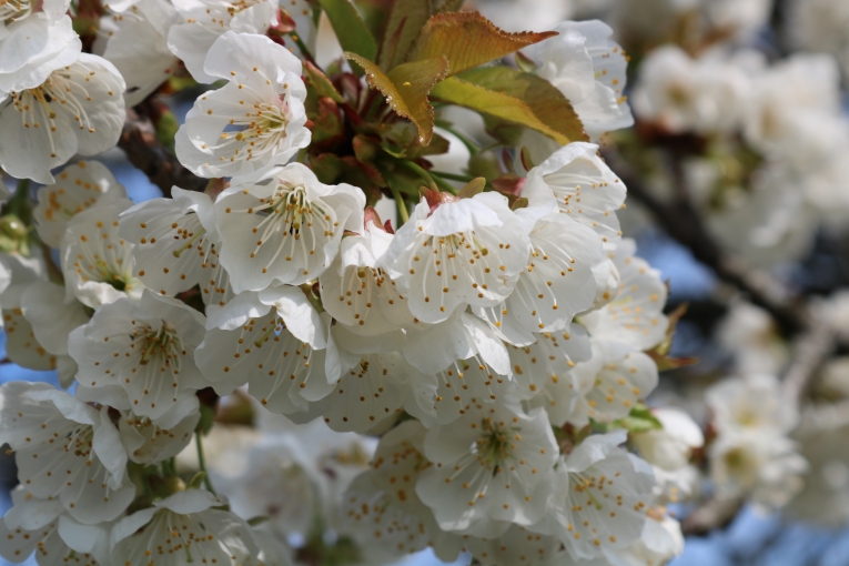 Frühling