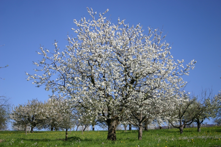 Frühling