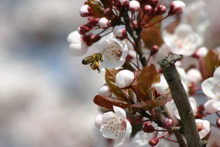 Frühling