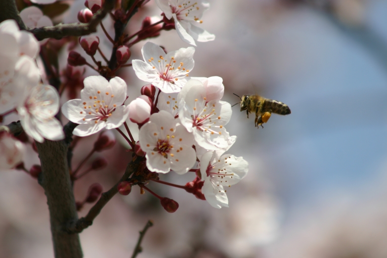 Frühling