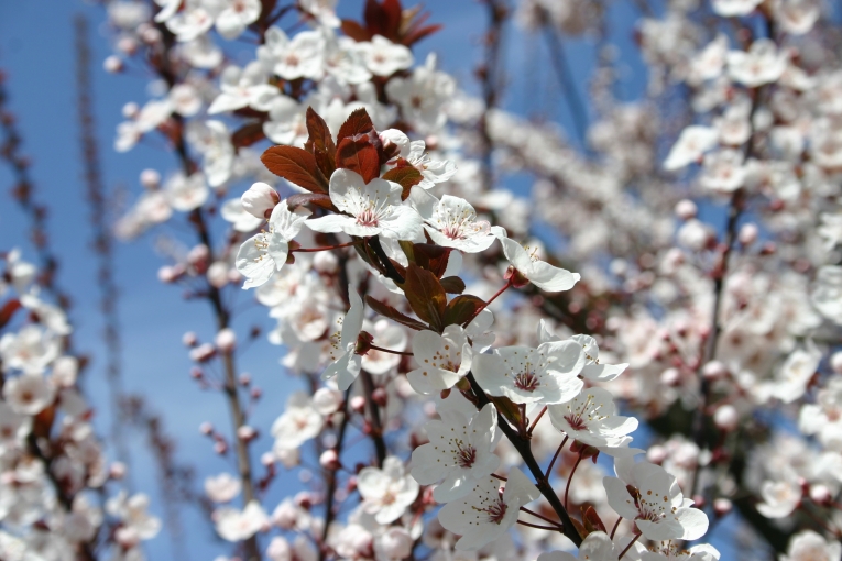 Frühling